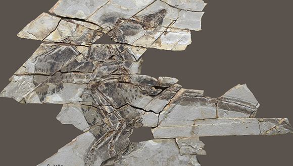 אנכיאורניס. (צילום: The Tianyu Natural History Museum of Shandong (STM))